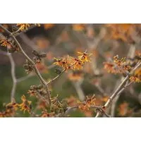 Hamamelis intermedia 'Aphrodite' - Winterharte Zaubernuss mit orange Blüten - Zaubernuss mit leuchtend orange-roten Blüten, die im Winter für Farbakzente sorgen. Pflegeleicht und ideal für Einzelstellungen oder gemischte Rabatten. Winterhart bis -20 °C, perfekt für kalte Klimazonen.