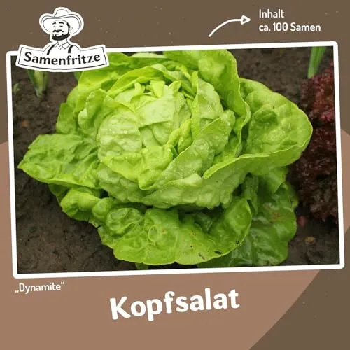 Kopfsalat Dynamite ca. 100 Samen - mittelgroße Köpfe, sehr robust