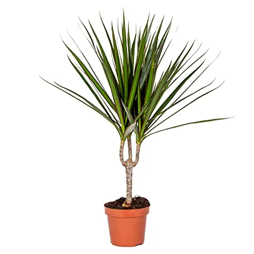 Bloomique - Dracaena Marginata - Drachenbaum - Zimmerpflanzen - Pflegeleicht - Luftreinigend - Höhe 30-40 cm - Topf 12 cm