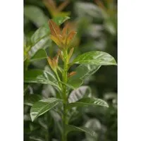Prunus laurocerasus 'Kleopatra' - Immergrüner Kirschlorbeer, 60–80 cm - Blumen & Stauden – Attraktive, immergrüne Pflanze mit dichten, buschigen Wuchsformen, ideal für Hecken und Sichtschutz, winterhart bis -15 °C.
