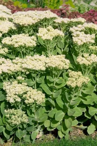 Sedum spectabile 'Stardust' 9x9 cm Topf – Winterhart, Mehrjährig, Pflegeleicht – Hohe Fetthenne – Staude für Beet & Steingarten