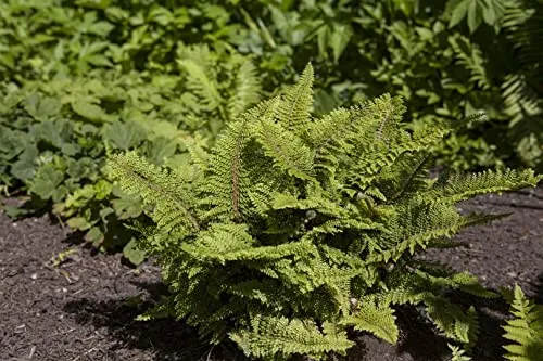 Polystichum setiferum 9x9 cm Topf – Winterhart, Immergrün, Pflegeleicht – Filigranfarn – Gartenpflanze für Schattenbeet & Unterpflanzung