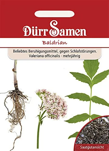 Dürr-Samen - Baldrian Saatgut