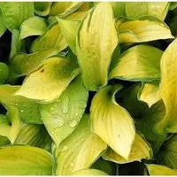 Produktbild Funkie Gold Standard - Hosta fortunei