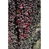 Berberis Thunbergii Red Pillar