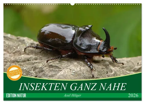 Axel Hilger | INSEKTEN GANZ NAHE (Wandkalender 2026 DIN A2 quer) - Entdecken Sie die faszinierende Welt der Insekten mit diesem beeindruckenden Wandkalender. 14 Seiten voller detailreicher Abbildungen und Informationen, ideal für Insektenliebhaber und Naturfreunde.