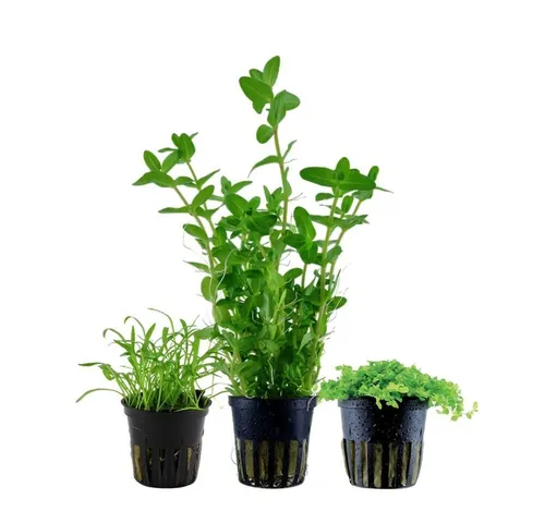 Aquaone Wasserpflanze Pflanzen Set mit 3 Einsteiger Wasserpflanzen Nr.236