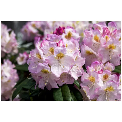 Rhododendron Hybr. 'Brigitte' – Rosa Blüten