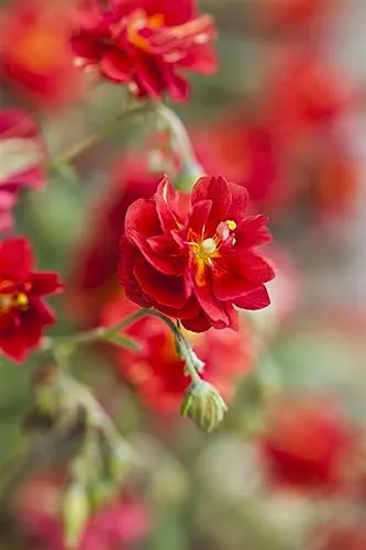 Helianthemum x cult. 'Rubin' – Rubinrotes Sonnenröschen im Topf - Rubinrot blühendes Sonnenröschen ‘Rubin’, ideal als pflegeleichter Bodendecker für sonnige Lagen. Perfekt für Steingärten und Beetränder, winterhart und hitzeverträglich.