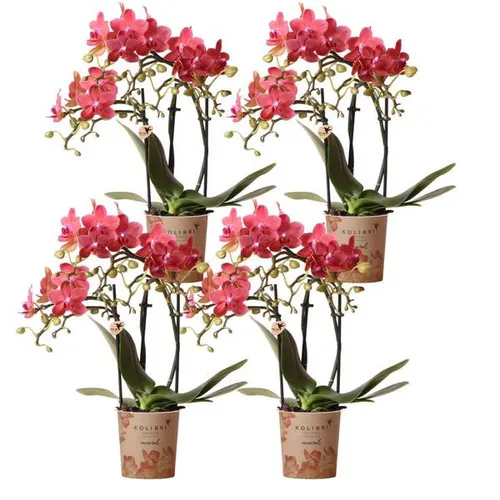 Exotenherz Zimmerpflanze: 4 rote Phalaenopsis Orchideen im 9cm Topf - Nutzpflanzen: Diese prachtvollen Orchideen bringen Farbe und Eleganz in Ihr Zuhause, ideale Pflege bei hellem Licht ohne direkte Sonne.