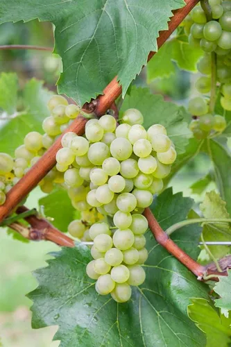 Pflanzen für Dich Vitis vinifera Bianca - Weiße Tafeltraube - Obstpflanze mit pilzresistenter, kräftiger Klettereigenschaft. Ideal für Garten und Terrasse, bietet saftige, aromatische Trauben und dekorative Begrünung.