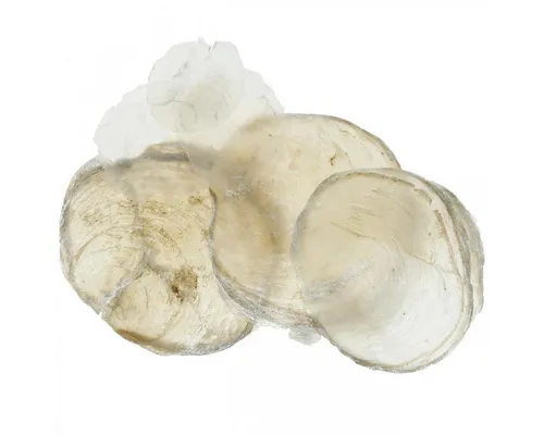 Viana Bastelnaturmaterial Stranddeko Capiz-Muscheln Perlmutt, Deko & Basteln, Natur 1kg
