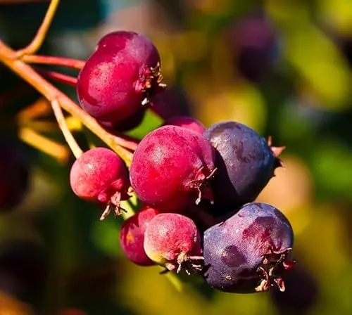 Felsenbirne `Saskablue®´, Amelanchier alnifolia, 40-60cm im 3 Liter Topf