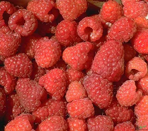 3er Set Himbeerpflanze Malling Promise Himbeere früh tragend im 2 L Topf aromatisch