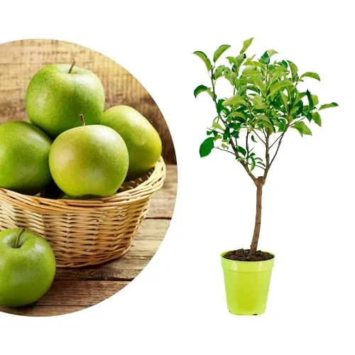 Meine Orangerie - Zwergobst Stämmchen Apfel - Zwergapfel - mehrjähriger Apfelbaum - Höhe inkl. Topf ca. 100cm - winterhartes Apfelbäumchen für Garten, Balkon oder Terrasse im Ø22-24cm Topf