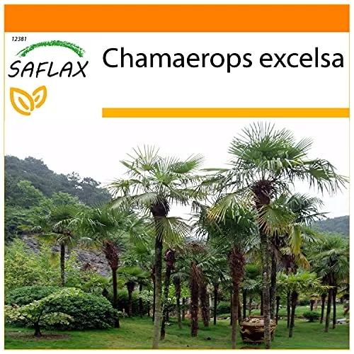 SAFLAX - Garden in the Bag - Hanfpalme - 10 Samen - Mit Anzuchtsubstrat im praktischen, selbst aufstellenden Beutel - Chamaerops excelsa