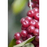 Produktbild Elaeagnus Multiflora Goumi – Essbare Früchte 150–200 cm