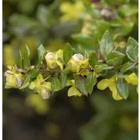 Warzen Berberitze 25-30cm