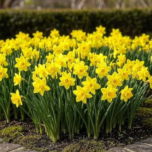 Exotenherz Blumenzwiebeln - Narzisse Narcis Tete-A-Tete (25 Stück) Durchmesser 10-11cm