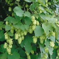 Humulus lupulus 'Opal', Hopfen - Schnellwüchsige Kletterpflanze - Blumen & Stauden – Der Hopfen 'Opal' begeistert mit schnellen Wachstumsraten, ideal zur Begrünung von Zäunen und für die Bierherstellung. Winterhart bis -20 °C, pflegeleicht und dekorativ.