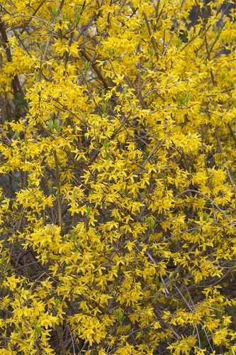 Forsythia 'Lynwood'