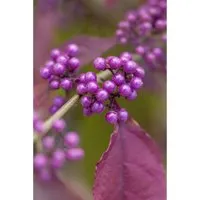 Callicarpa dichotoma Issai - Schönfrucht Liebesperlenstrauch - Attraktive lila Beeren, ideal für sonnige, windgeschützte Standorte. Wuchsform: aufrecht und buschig, perfekt für Gartenliebhaber!