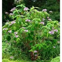 Samt-Hortensie 80-100cm - Hydrangea aspera