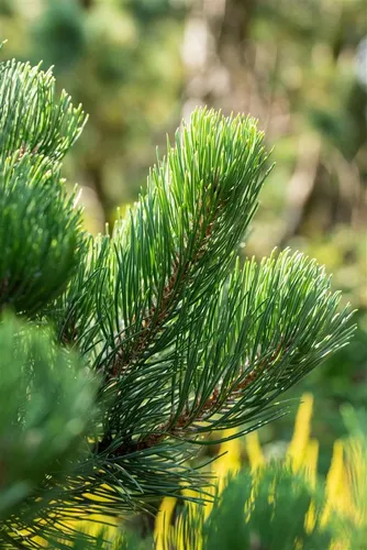 Pflanzen für Dich Konifere Pinus nigra Oregon Green
