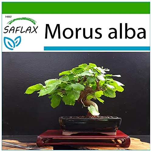 SAFLAX - Bonsai - Weißer Maulbeerbaum - 200 Samen - Mit keimfreiem Anzuchtsubstrat - Morus alba