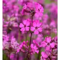 Produktbild Pechnelke Splendens - Lychnis viscaria