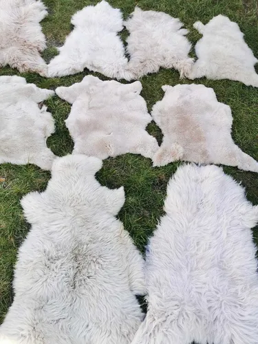 Teppiche Braun von Provellus