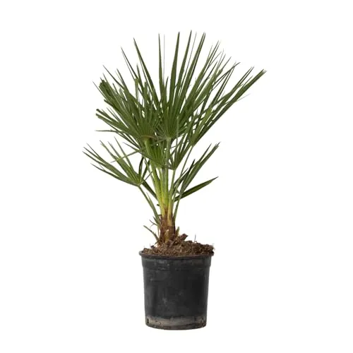 Plant in a Box - Chamaerops Humilis - Gartenpalmen - Winterhart - Mediterrane Zwergpalme - Topf 15cm - Höhe 50-60cm