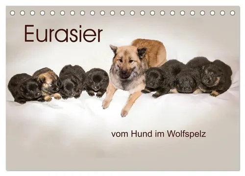 Eurasier, der Hund im Wolfspelz – Tischkalender 2026 von CALVENDO
