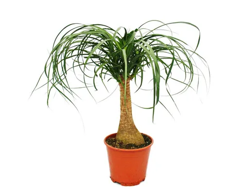 Exotenherz Elefantenfuss Zimmerpflanze - Robuste Wasser speichernde Pflanze - Zimmerpflanze Elefantenfuss, ca. 35cm hoch, ideal für Büro oder Fensterbank. Speichert Wasser in der Knolle und übersteht somit Trockenphasen.