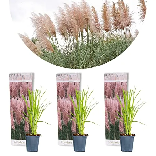 Bloomique - 3er-Set - Cortaderia Rosea - Rosa Pampasgras - Ziergras - Winterhart - Höhe 20-30 cm - Topf 9 cm