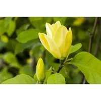 Magnolia 'Maxine Merrill' - Edle Loebner-Magnolie für Ihren Garten - Ziergehölze mit beeindruckender Frühjahrsblüte in Reinweiß, ideal als Solitär oder in Gruppenpflanzung. Robuste, duftende Blüten und attraktives Laub sorgen für ganzjährige Schönheit.