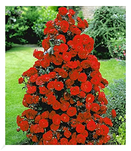 BALDUR Garten Rote Duft-Strauchrosen - Winterhart und duftend - Rosensamen & -pflanzen, mehrjährig und blühend, ideal für duftende Schnittblumen im Garten.