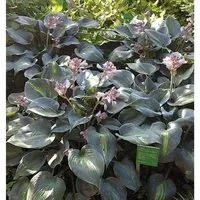 Produktbild Funkie Touch of Class - Hosta cultorum