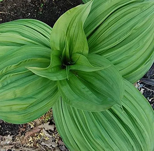 Schwarzer Germer in schwarz von Baumschule