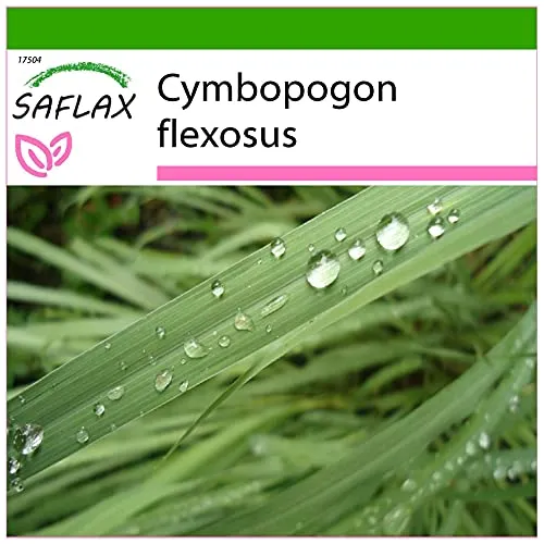 SAFLAX - Kräuter - Zitronengras - 50 Samen - Mit keimfreiem Anzuchtsubstrat - Cymbopogon flexosus