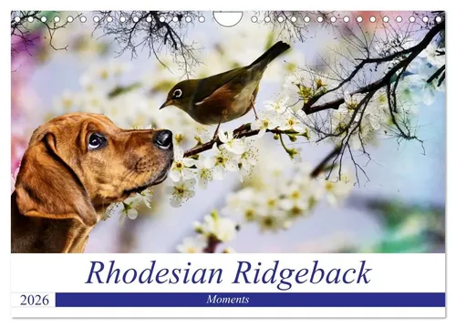 Dagmar Behrens | Rhodesian Ridgeback