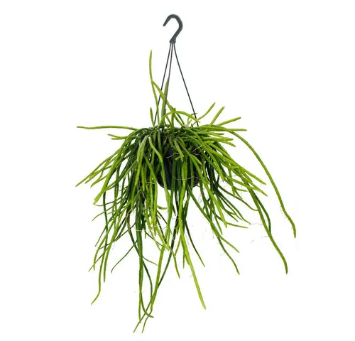 Exotenherz Urban Jungle Elegance Rhipsalis-Ampel 15cm von Exotenherz
