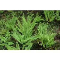 Polystichum Setiferum Herrenhausen Filigranfarn Immergrün 40–60 cm