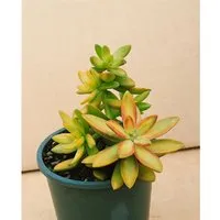 Sedum Oreganum Fetthenne Ca. 9x9 cm Topf Sukkulent