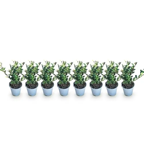 GreenboutiQ - Heckenpflanzen - Ilex crenata Caroline Upright - Blatt Grün - 8 Pflanzen - 1 Laufender Meter - Immergrün - Topf 9cm Höhe 25-30cm
