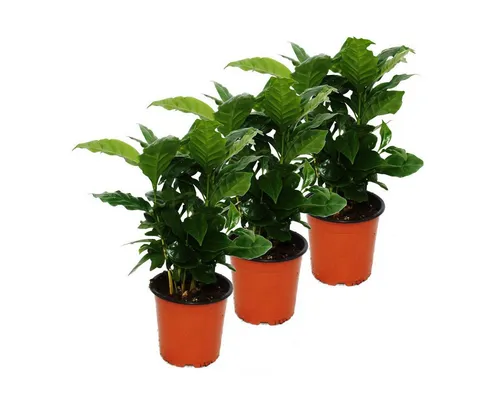 Exotenherz Zimmerpflanze Kaffee Pflanze (Coffea arabica) 3 Pflanze - Zimmerpflanze