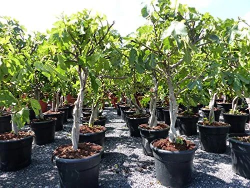 gruenwaren jakubik Feigenbaum - hell UND dunkel - in 1 Topf, Obstbaum, winterhart, Ficus Carica, Feige