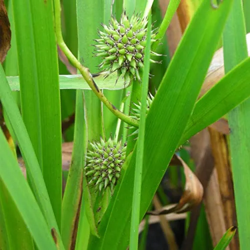 Blumixx Stauden Sparganium erectum - Ästiger Igelkolben