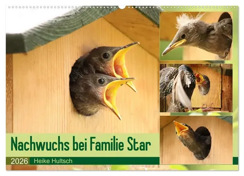Heike Hultsch | Nachwuchs bei Familie Star (Wandkalender 2026 DIN A2 quer),...