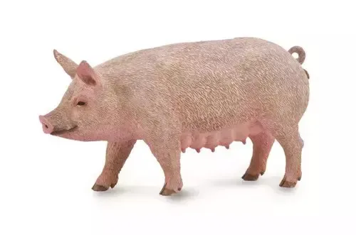 Maciora Collecta 4892900888637